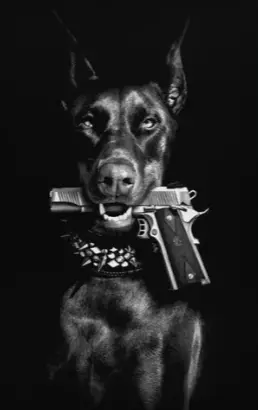 Chien Tenant un Pistolet