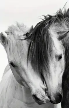 Chevaux en Noir et Blanc